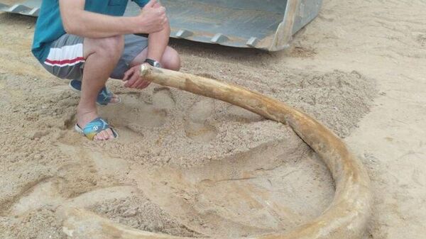 Бивень мамонта нашли в Беларуси - Sputnik Узбекистан