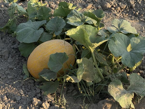 В Хиве проходит традиционный фестиваль дыни - Sputnik Узбекистан