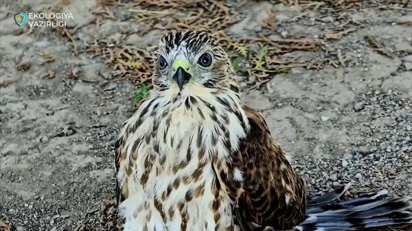 Редкую хищную птицу балобан заметили в Сурханском государственном заповеднике - Sputnik Узбекистан