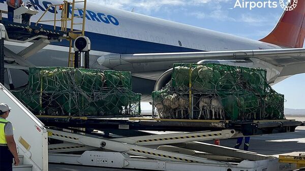 В Узбекистан из Монголии привезли первую партию овец породы Баяд - Sputnik Узбекистан