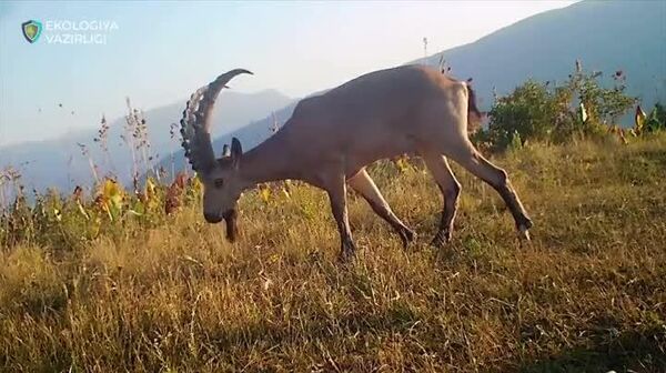 Редкие кадры из Чаткальского заповедника - Sputnik Узбекистан