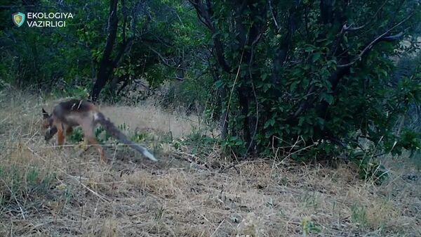 Резвящихся лисиц запечатлела фотоловушка - Sputnik Узбекистан