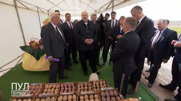 Першацвет, Бриз и Гарантия - именно такие сорта картофеля в льняных мешочках подарит Лукашенко лидерам ШОС на саммите - Sputnik Узбекистан