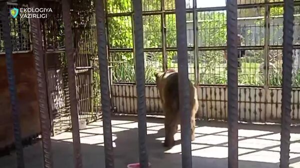 В соцсетях обсуждают ситуацию о медведе в Бухаре, запертом в тесной клетке - Sputnik Узбекистан