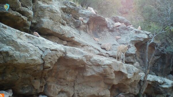 Винторогие козлы и бухарские горные бараны попали в фотоловушку в Сурхандарьинском госзаповеднике - Sputnik Узбекистан