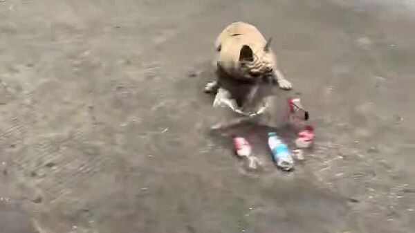 Французский бульдог из Гуанчжоу стал звездой соцсетей благодаря необычному хобби - он собирает пластиковые отходы - Sputnik Узбекистан