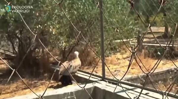 Лети, пташка: в Самаркандской области в дикую природу выпустили белоголового сипа - Sputnik Узбекистан