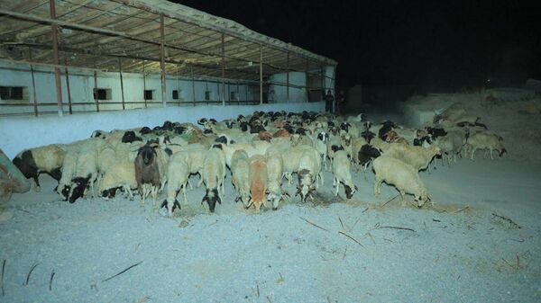 В Наманган из Монголии привезли 730 племенных овец - Sputnik Узбекистан