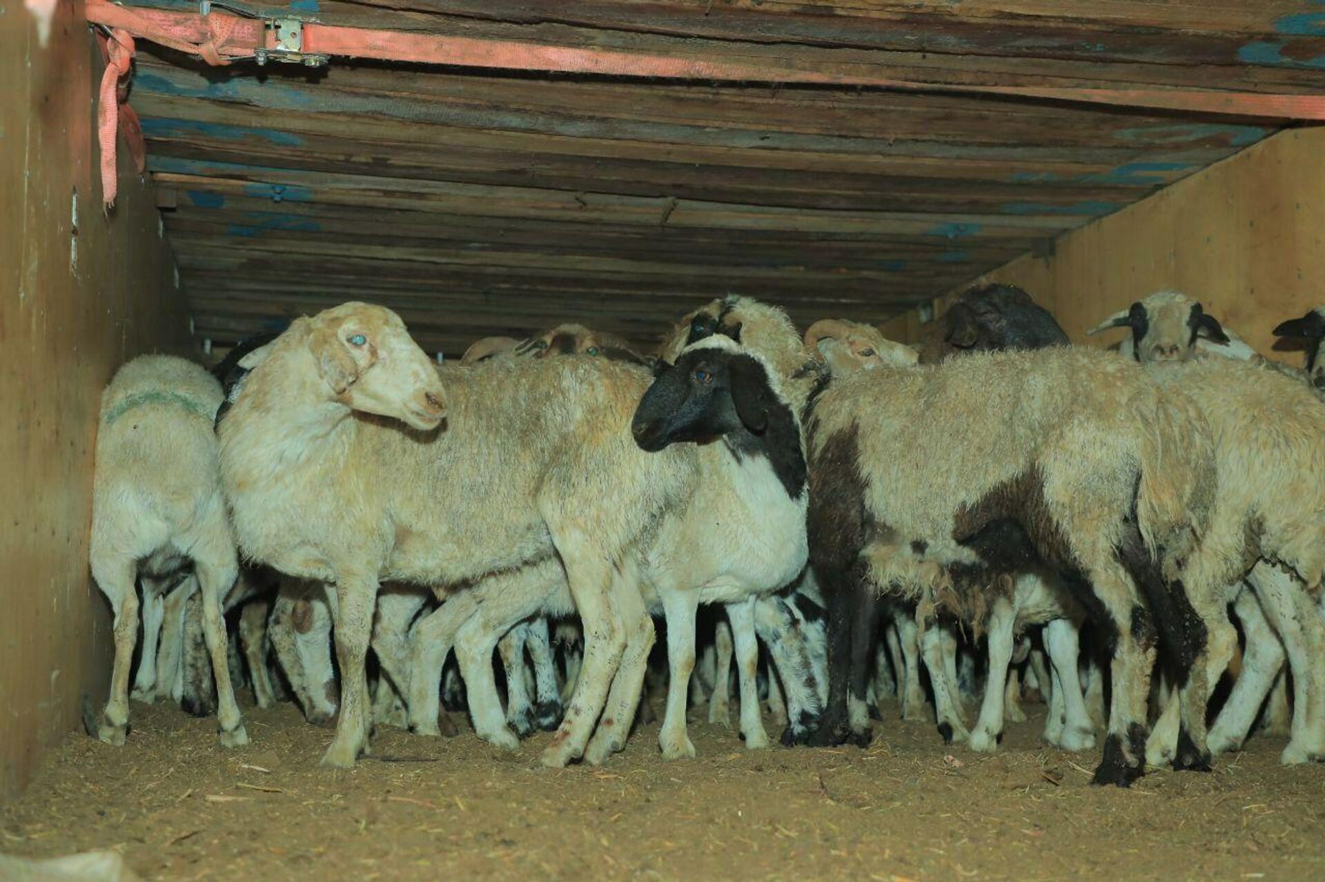 В Наманган из Монголии привезли 730 племенных овец - Sputnik Узбекистан, 1920, 12.09.2025