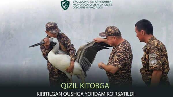 Сотрудники Минэкологии спасли жизнь краснокнижному розовому пеликану - Sputnik Узбекистан