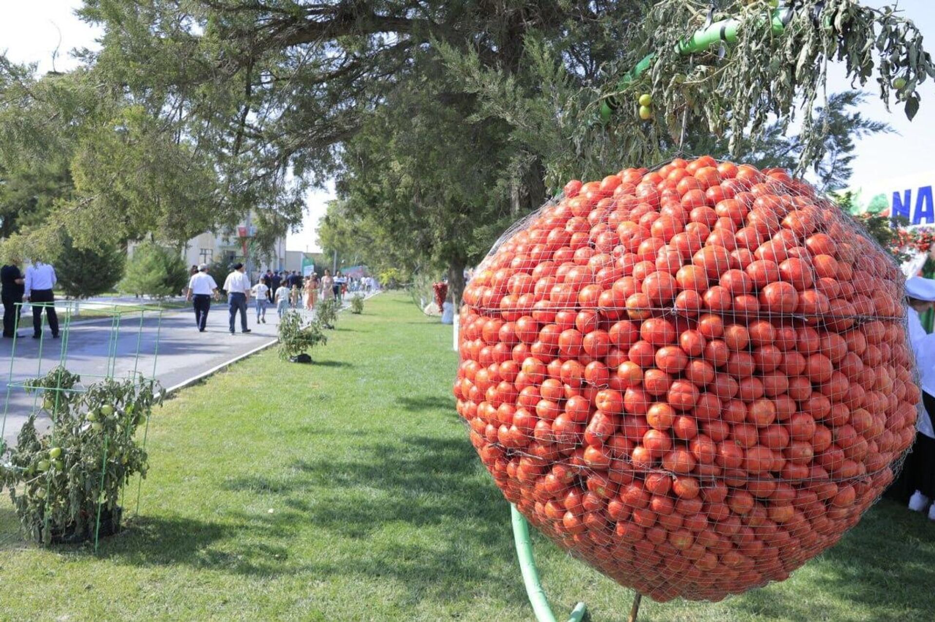 В Самарканде прошел необычный фестиваль, посвященный томатам - Sputnik Узбекистан, 1920, 15.09.2025