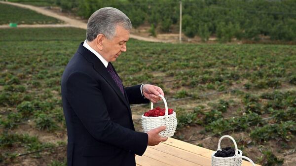 Мирзиёев посетил агропромышленный сад в Бостанлыкском районе - Sputnik Узбекистан