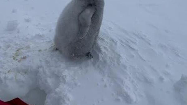 Российские полярники в Антарктиде спасли птенца императорского пингвина - Sputnik Узбекистан