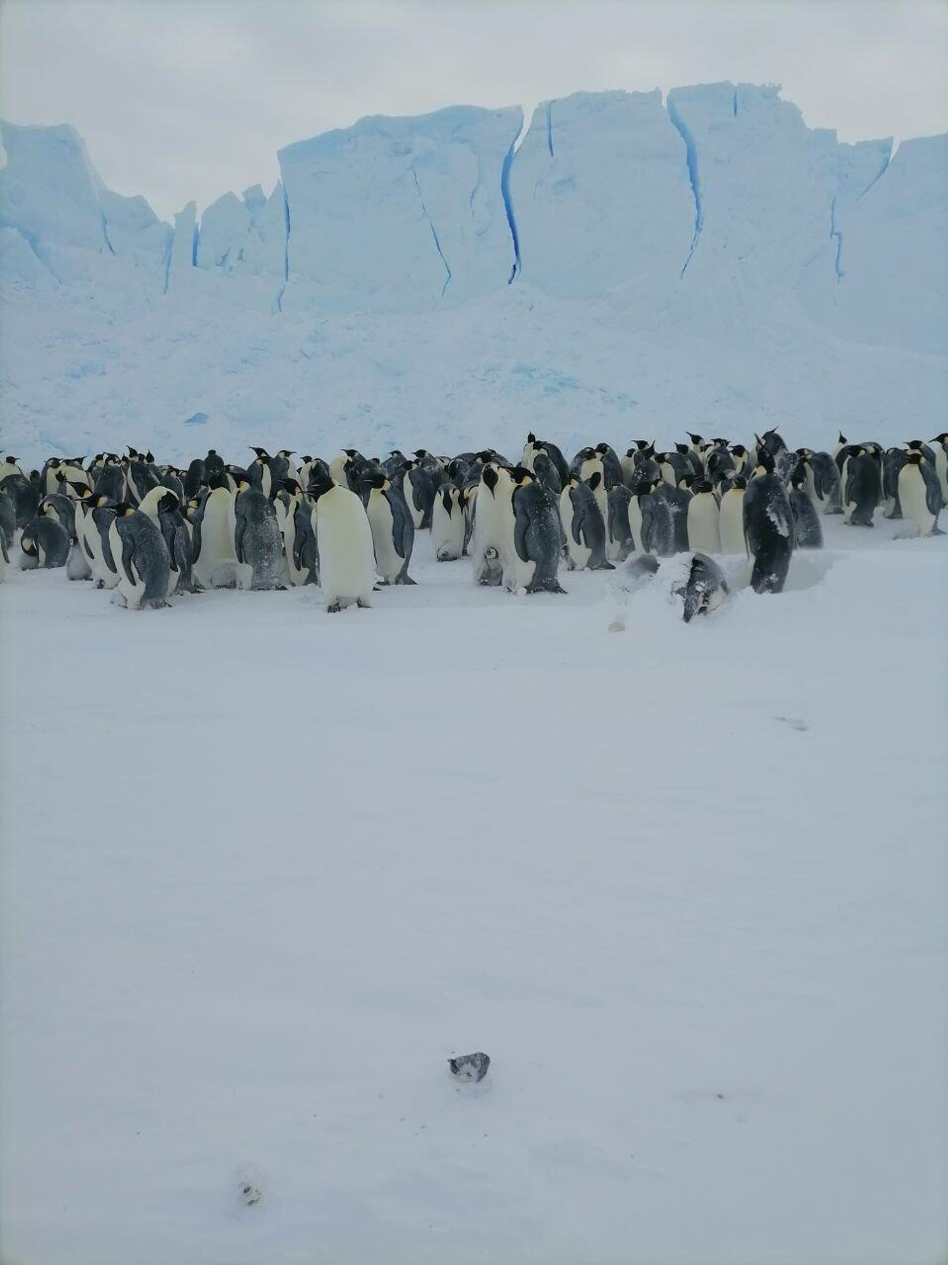 Российские полярники в Антарктиде спасли птенца императорского пингвина - Sputnik Узбекистан, 1920, 17.09.2025