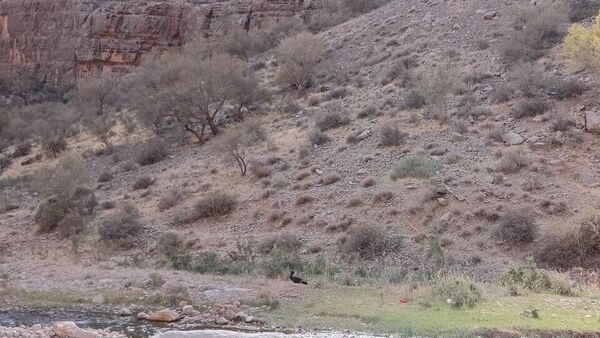 Редкого черного аиста запечатлели в Сурхандарьинском заповеднике - Sputnik Узбекистан