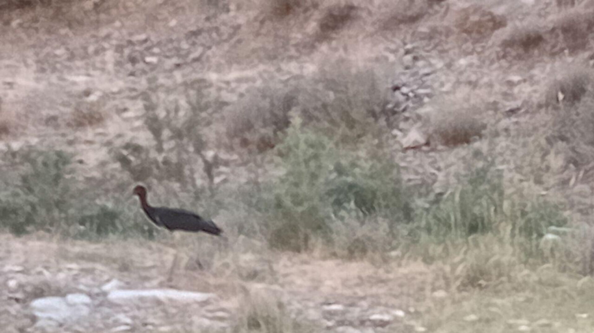 Редкого черного аиста запечатлели в Сурхандарьинском заповеднике - Sputnik Узбекистан, 1920, 17.09.2025