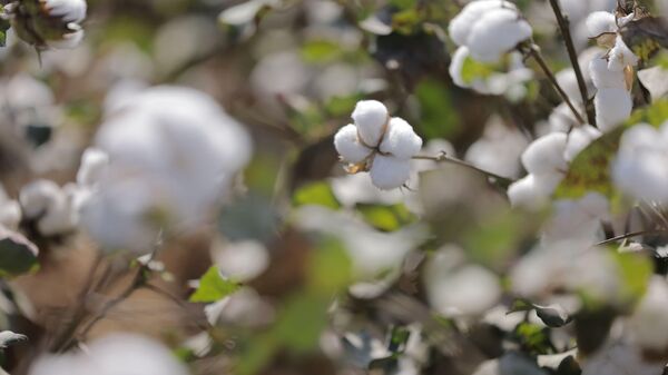 В Намангане проходят испытание местные и иностранные сорта хлопка - Sputnik Узбекистан