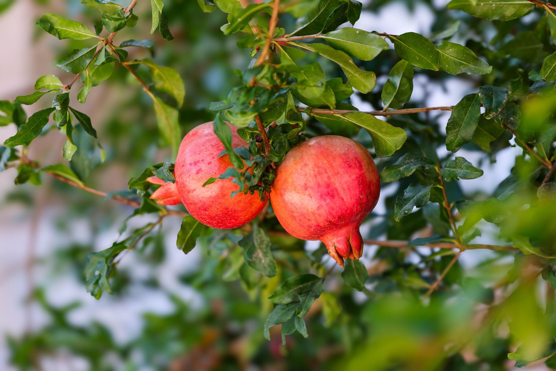 Плоды граната Плоды граната - Sputnik Узбекистан, 1920, 18.11.2025