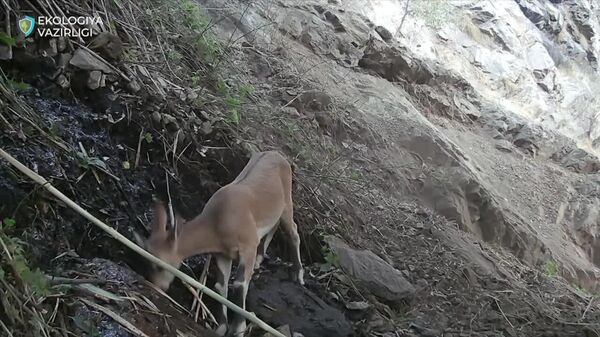 Подборка кадров с фотоловушки из природного парка Юкори Тупаланг - Sputnik Узбекистан