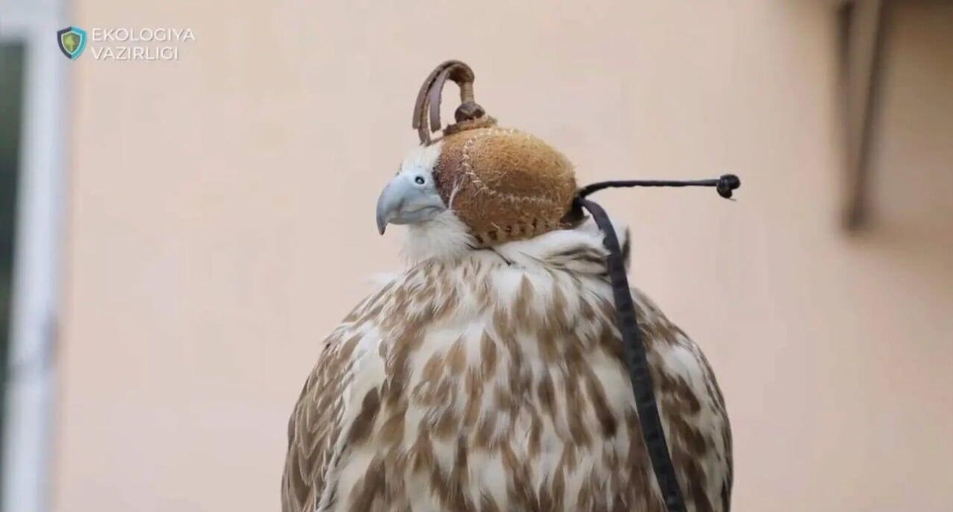 В Ташобласти выпустили на волю 8 краснокнижных соколов-балобанов - Sputnik Узбекистан, 1920, 05.10.2025