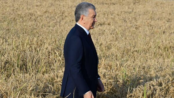 Президент Шавкат Мирзиёев посетил рисоводческий кластер TCT Rice в Куйичирчикском районе Ташобласти - Sputnik Узбекистан