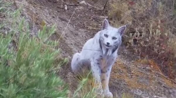 Уникальную белую рысь впервые сняли в Испании - Sputnik Узбекистан