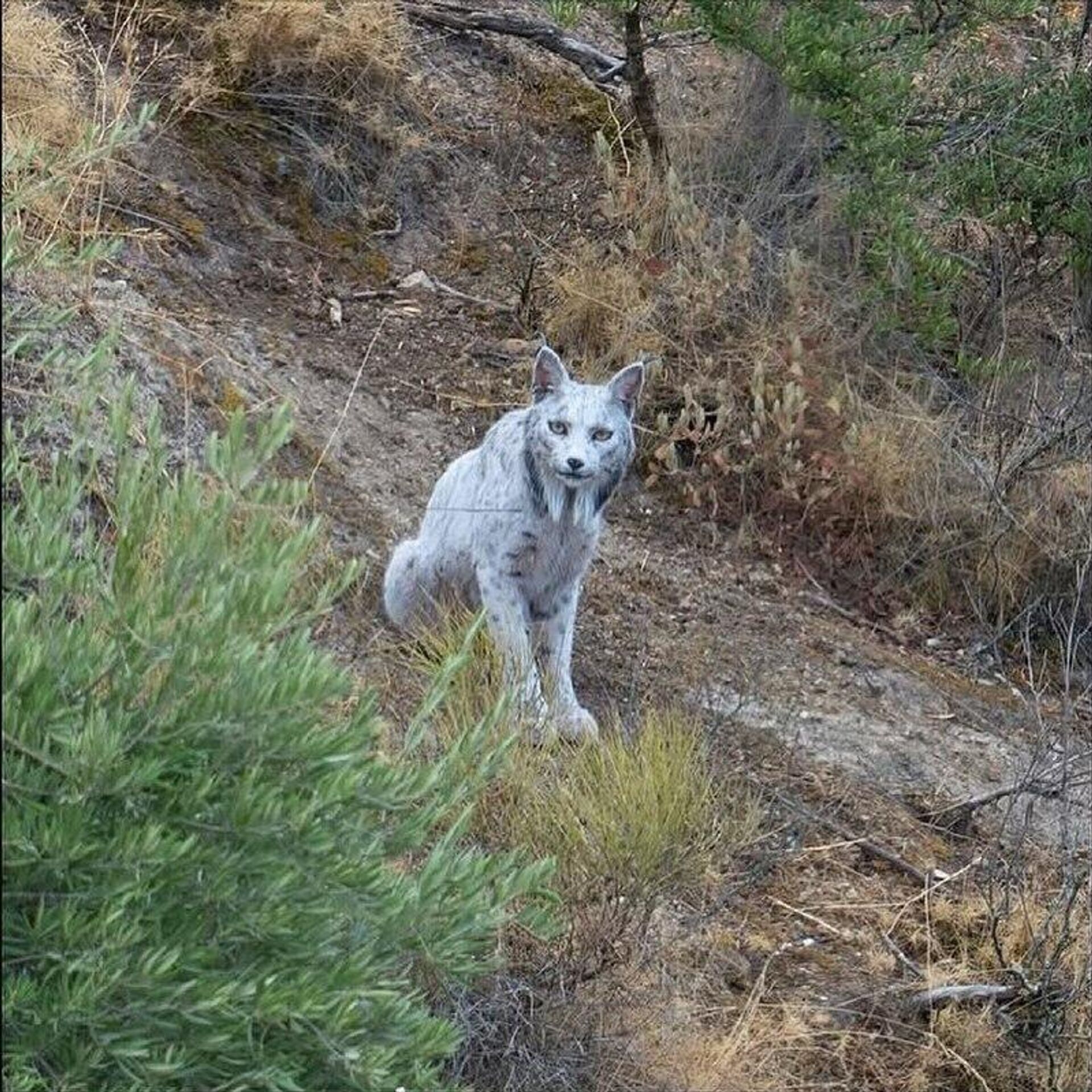 Уникальную белую рысь впервые сняли в Испании - Sputnik Узбекистан, 1920, 30.10.2025