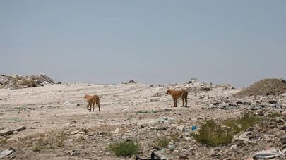 В Узбекистане прекращена деятельность 42 полигонов бытовых отходов, и земли возвращены природе
