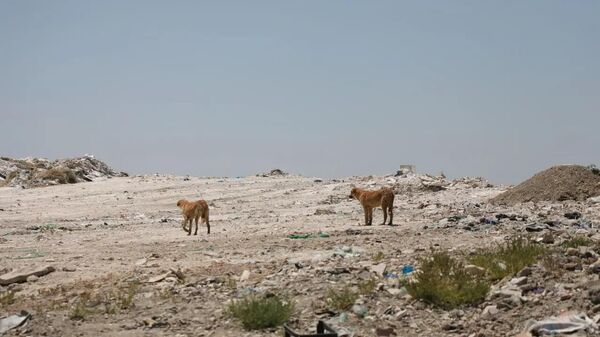 В Узбекистане прекращена деятельность 42 полигонов бытовых отходов, и земли возвращены природе
 - Sputnik Узбекистан
