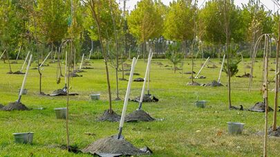 В рамках мероприятий 43-й сессии Генконференции ЮНЕСКО в Самарканде создан зеленый парк.