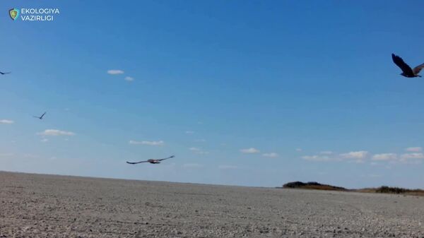 Фотоловушка в Национальном природном парке Аралкум зафиксировала стаю степных орлов - Sputnik Узбекистан