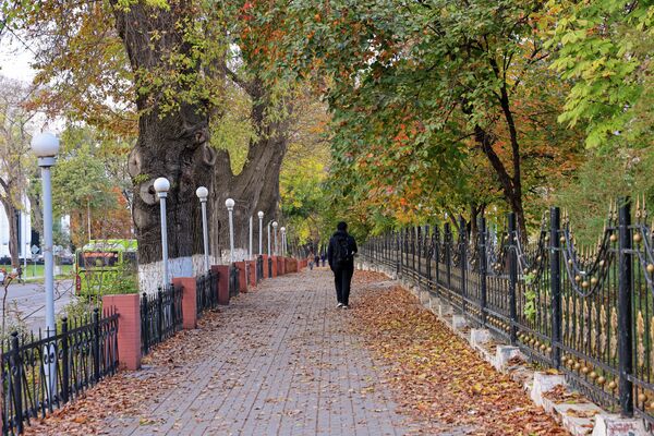 Листья кружатся в воздухе, а в переулках слышен мягкий шум ветра Листья кружатся в воздухе, а в переулках слышен мягкий шум ветра - Sputnik Узбекистан