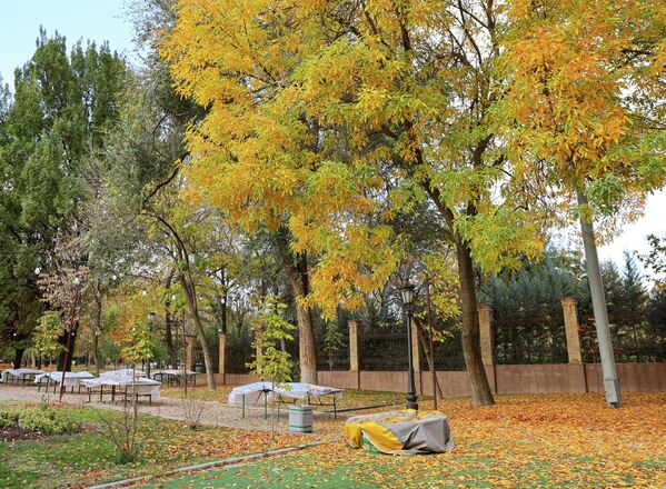 Осень в Ташкенте — время мягкого света и тихих прогулок. Осень в Ташкенте — время мягкого света и тихих прогулок. - Sputnik Узбекистан