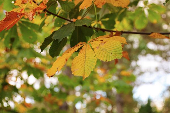 Осень в Ташкенте — время мягкого света и тихих прогулок. Осень в Ташкенте — время мягкого света и тихих прогулок. - Sputnik Узбекистан