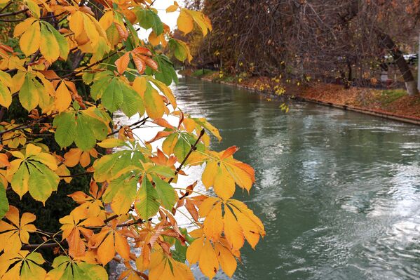 Осень в Ташкенте — время мягкого света и тихих прогулок. Осень в Ташкенте — время мягкого света и тихих прогулок. - Sputnik Узбекистан