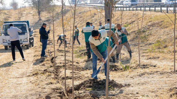 В Ахангаране министерства посадили декоративные деревья вдоль 46 км дороги - Sputnik Ўзбекистон