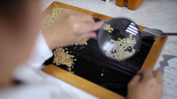 Проверка риса в лаборатории - Sputnik Ўзбекистон