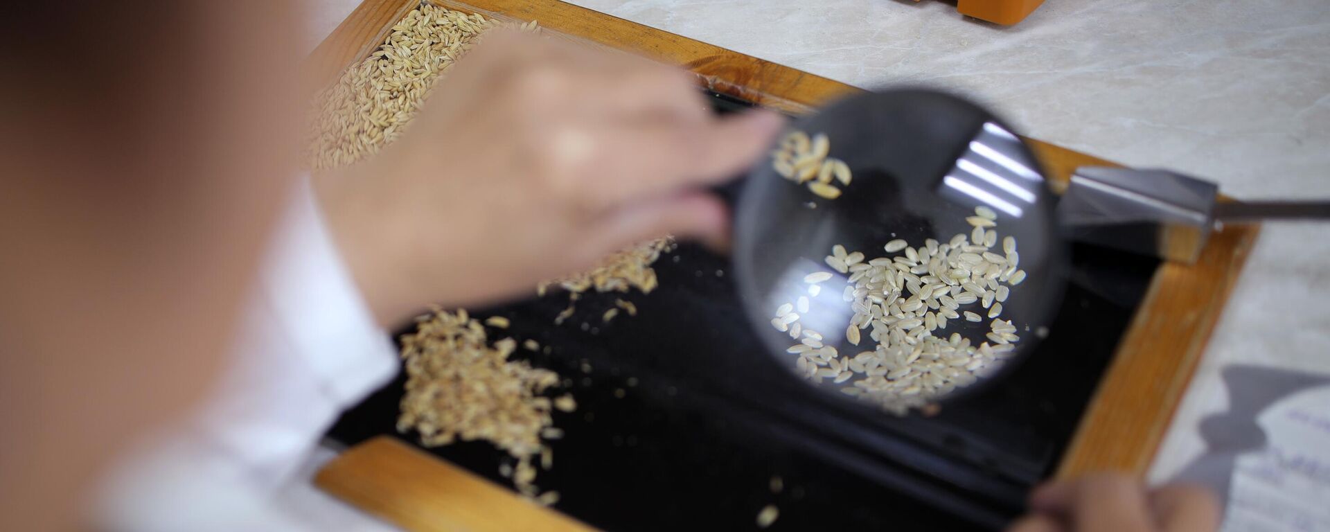 Proverka risa v laboratorii - Sputnik O‘zbekiston, 1920, 17.11.2025