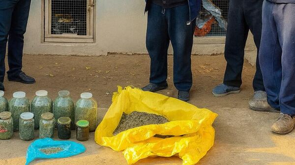 В Ташкентской области в качестве вещественных доказательств изъято около 12,3 кг наркотиков
 - Sputnik Ўзбекистон