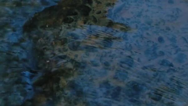 В арыках Ташкента постепенно восстанавливают поток воды путем очистки русел каналов и коллекторов, сообщает столичный хокимият - Sputnik Узбекистан