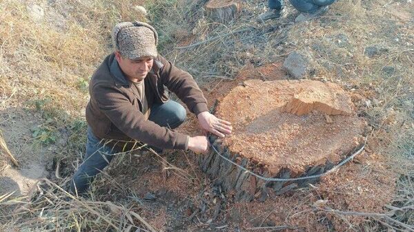 В Бухарской области незаконно вырубили 100-летние деревья - Sputnik Узбекистан