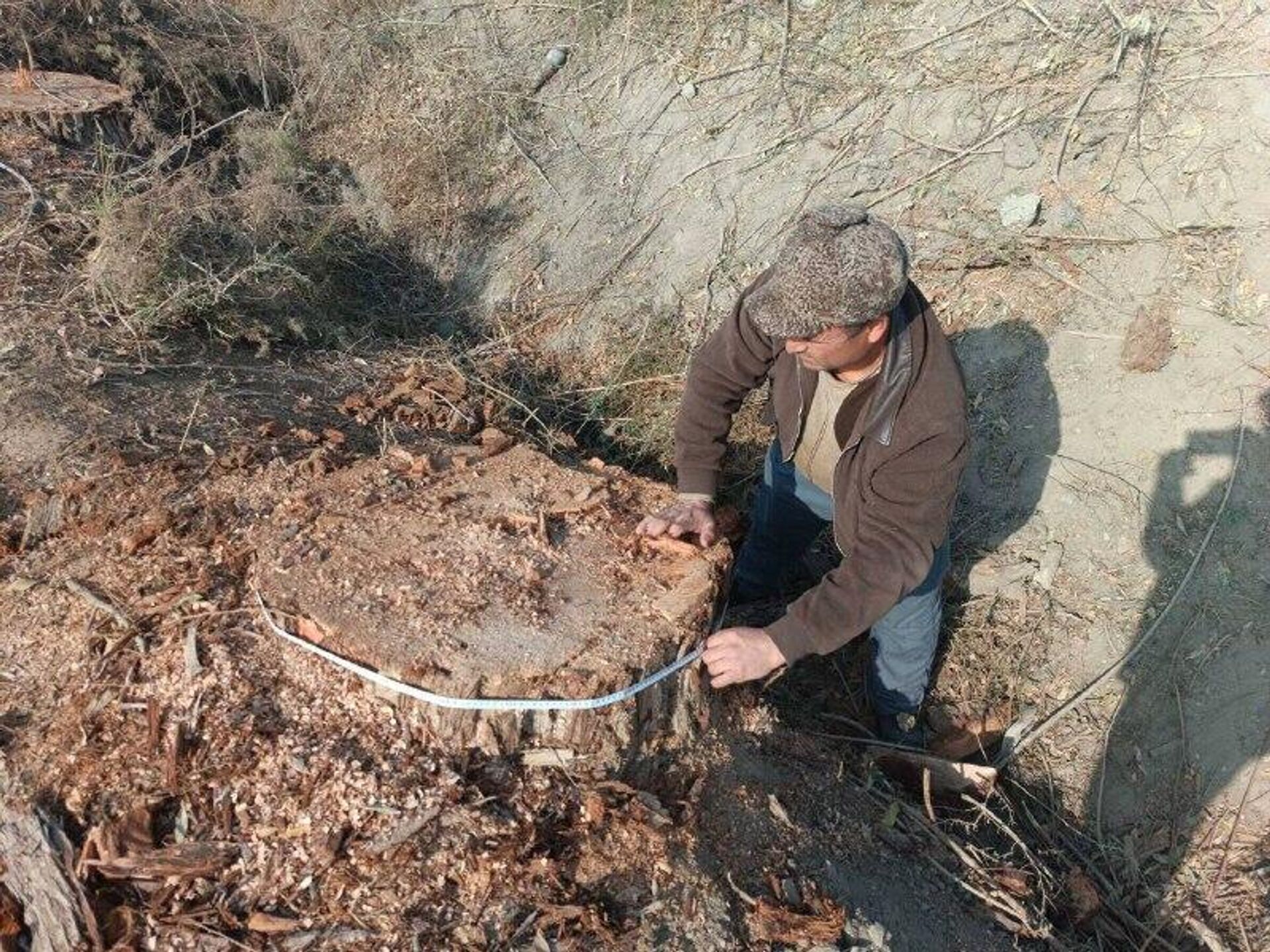 В Бухарской области незаконно вырубили 100-летние деревья - Sputnik Узбекистан, 1920, 26.11.2025