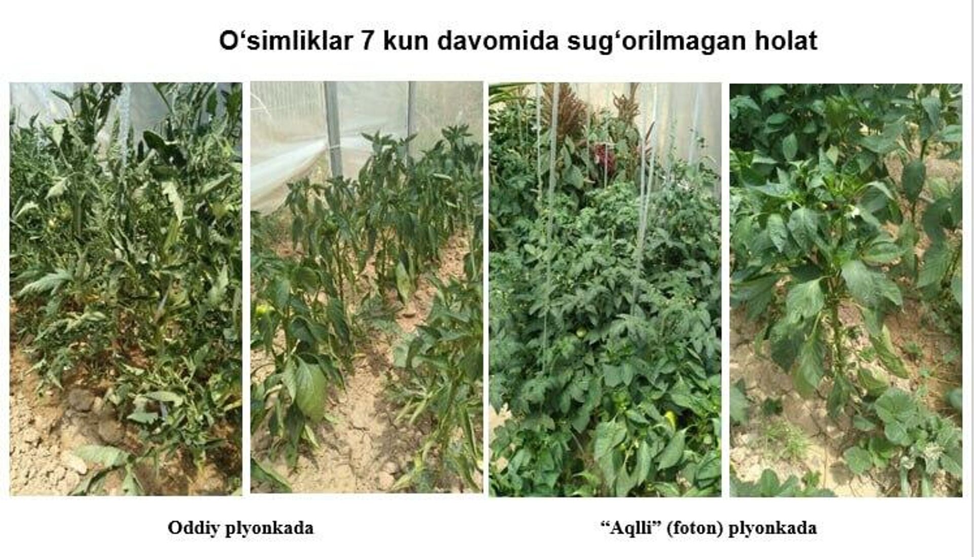 “Ақлли” плёнка технологияси - Sputnik Ўзбекистон, 1920, 29.11.2025