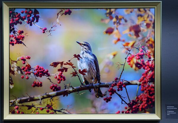 Р. Грановская. Лесная завирушка, 2023 - Sputnik Узбекистан