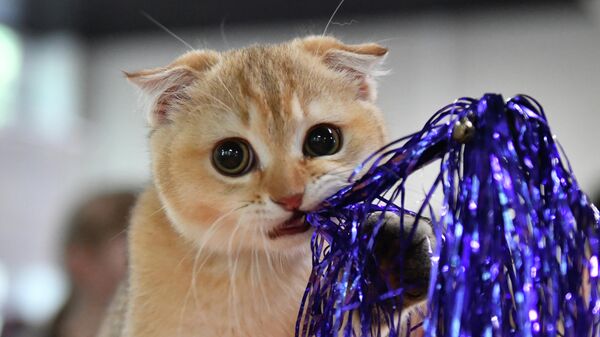 Выставка КоШарики Шоу в Москве - Sputnik Узбекистан