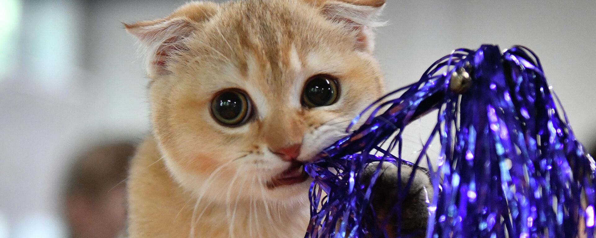 Выставка КоШарики Шоу в Москве - Sputnik Узбекистан, 1920, 16.12.2025