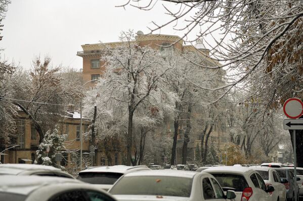 Ташкент встретил первый снег Ташкент встретил первый снег - Sputnik Узбекистан