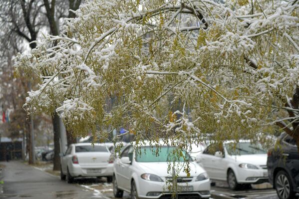 Ташкент встретил первый снег Ташкент встретил первый снег - Sputnik Узбекистан