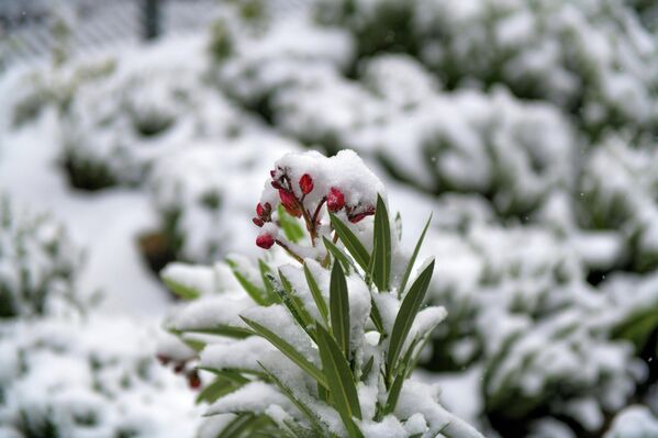 Нежные цветы, застигнутые врасплох зимней непогодой Нежные цветы, застигнутые врасплох зимней непогодой - Sputnik Узбекистан