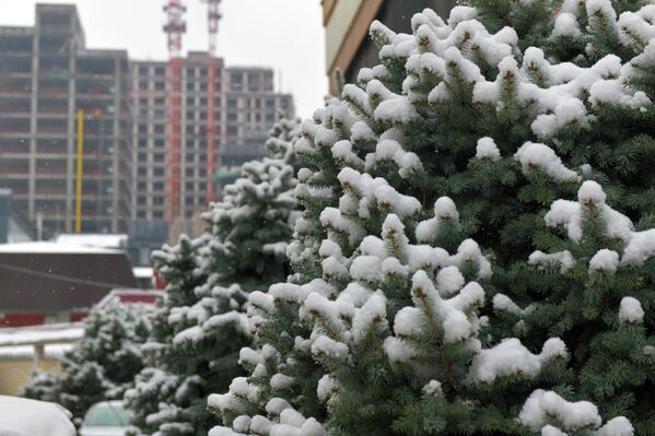 Заснеженные ели на фоне строящегося здания Заснеженные ели на фоне строящегося здания - Sputnik Узбекистан